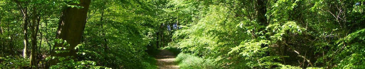 Paulis Hjemmeside